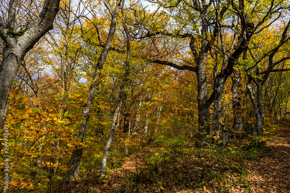 Autumnal travel landscape