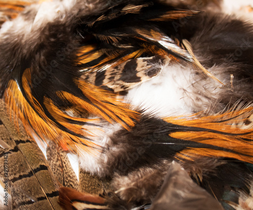 Beautiful colored wild bird feathers.