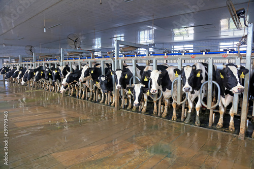 Milking parlor in dairy farm photo