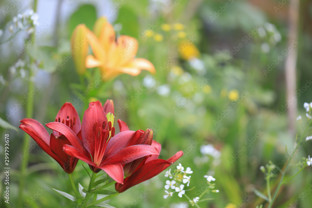 Fototapeta premium Asiatic Red Lilium