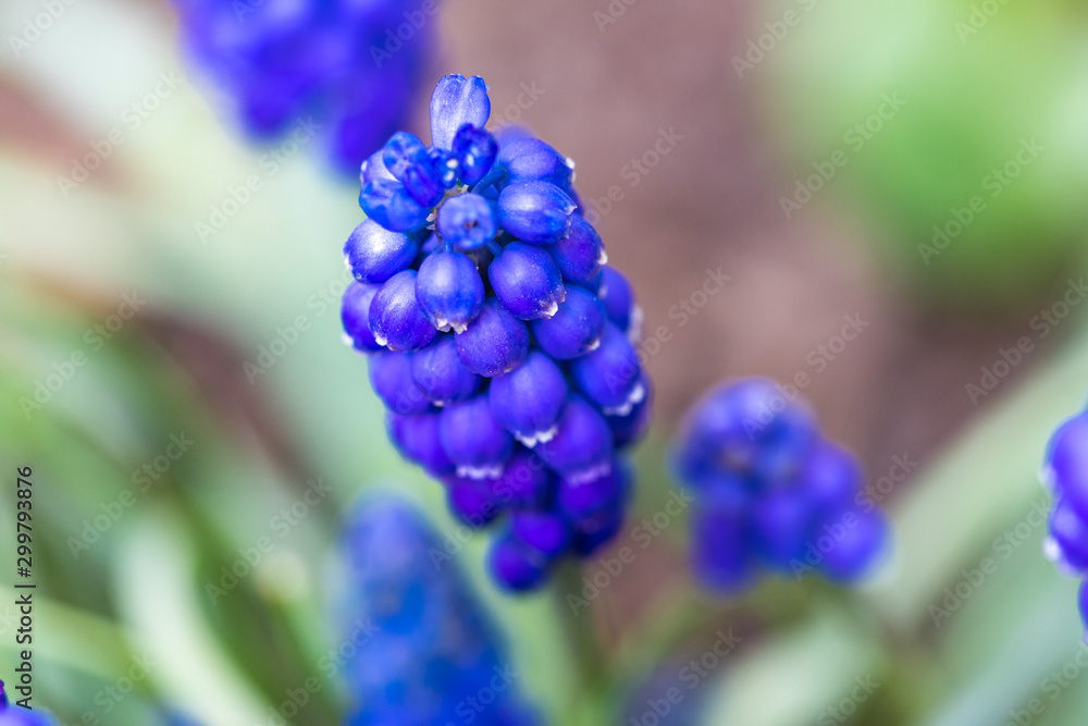 Makro einer blauen Traubenhyazinthe Makro einer blauen Traubenhyazinthe
