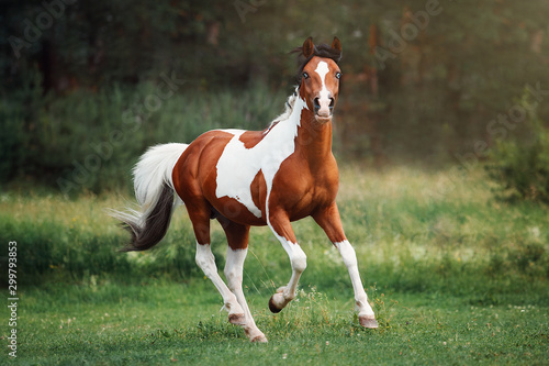 Horse photo