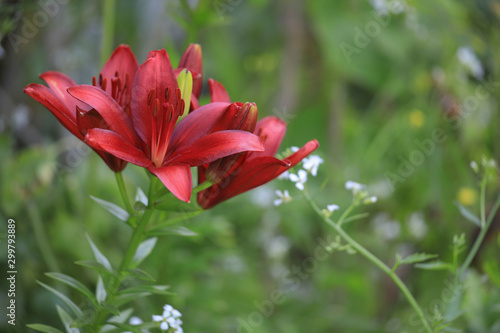 Asiatic Red Lilium