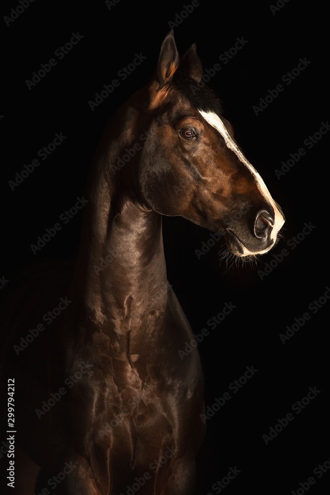 Fototapeta premium Portrait horse