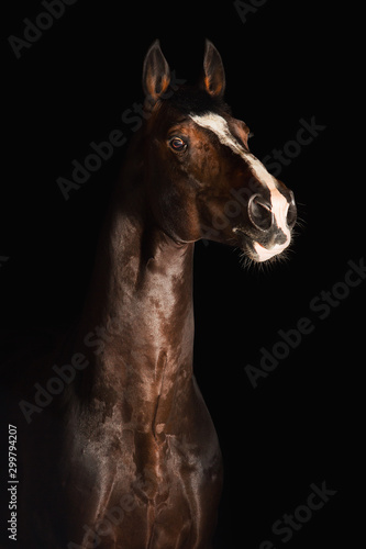 Portrait horse
