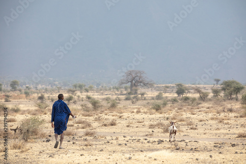 maasai man walking with his goat
