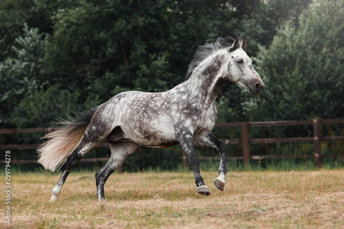 Grey horse