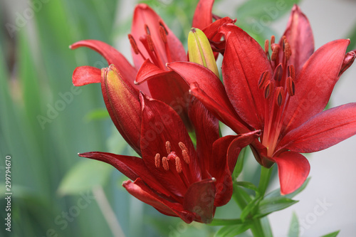 Asiatic Red Lilium