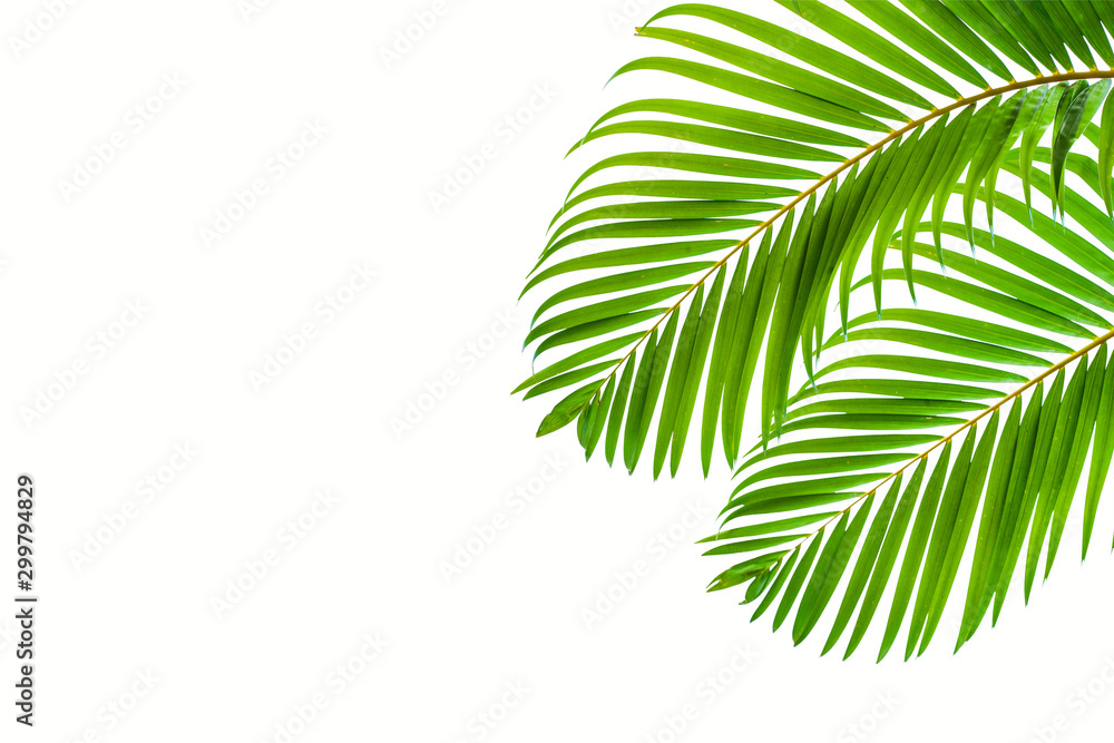 leaves of coconut isolated on white background