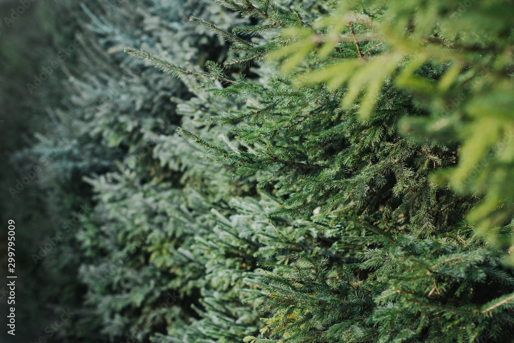 Fir tree branches in the park. Green fence made of fir trees. Fir tree branches in the park. Green fence made of fir trees.