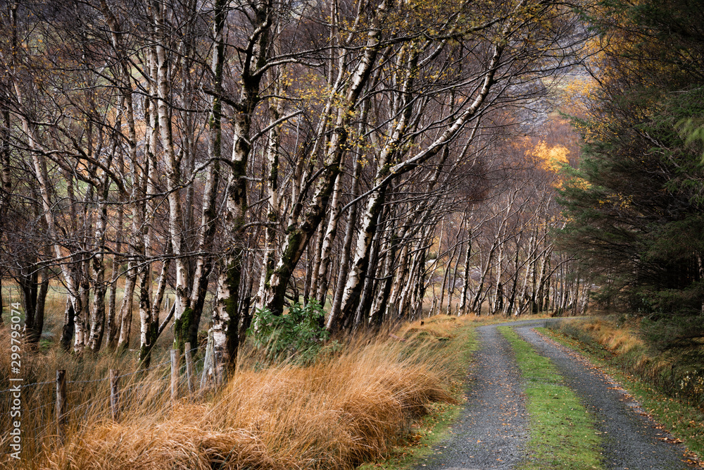 Silver birch (Betula pendula) avenue and track, The Black Valley, Killarney National Park, Kerry, Republic of Ireland, autumn Silver birch (Betula pendula) avenue and track, The Black Valley, Killarney National Park, Kerry, Republic of Ireland, autumn