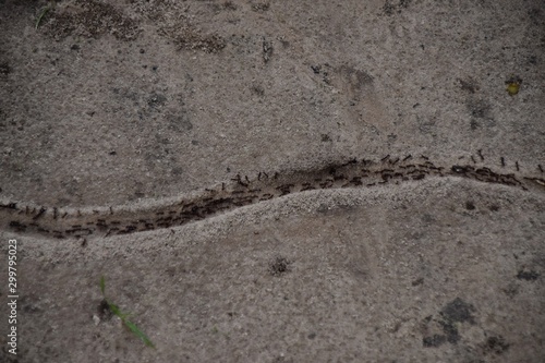 Termiten auf einer Ameisenstraße in Afrika © Antje