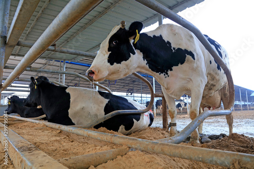 Cows lying in bed photo