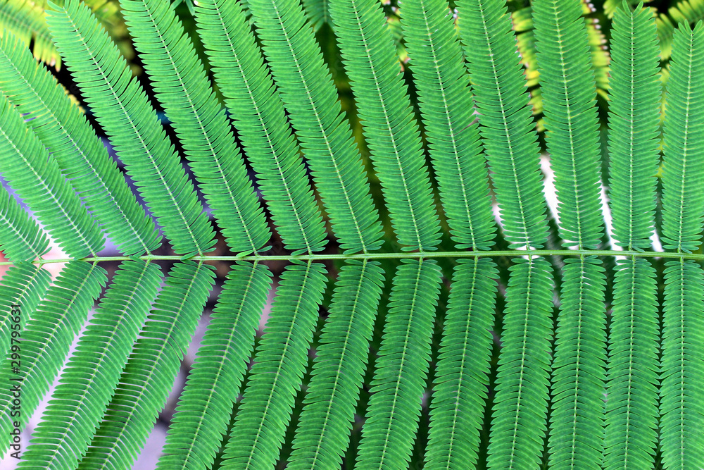 Dark green pinnately compound leaves Dark green pinnately compound leaves