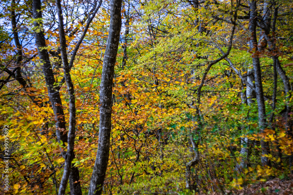 Autumnal travel landscape