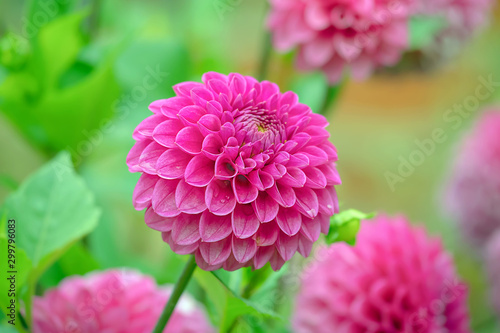 Close up of a pink pom pom dahlia with green foiliage