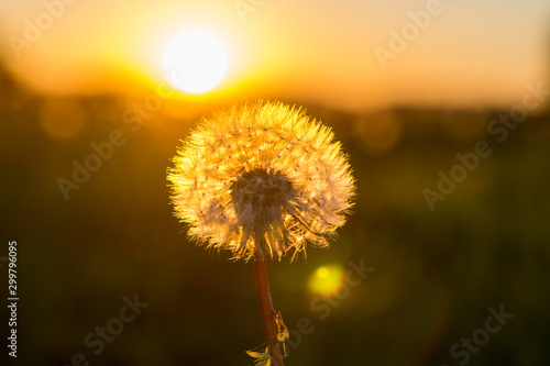 Dandelion at sunset in Zurich in Switzerland. Lens flare effect and focus on hairs of dandelion. Beautiful flower during golden hour.