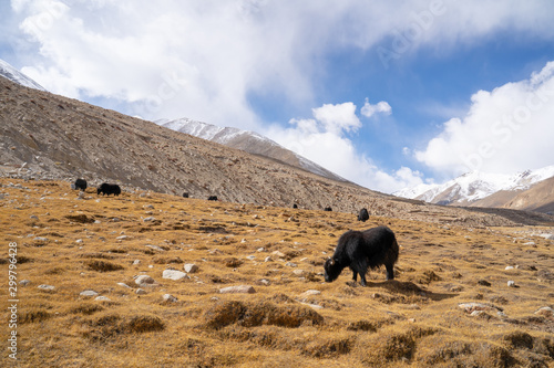 A view of a group of yak is eating in the field with the snow mountain in Ladakh, India.