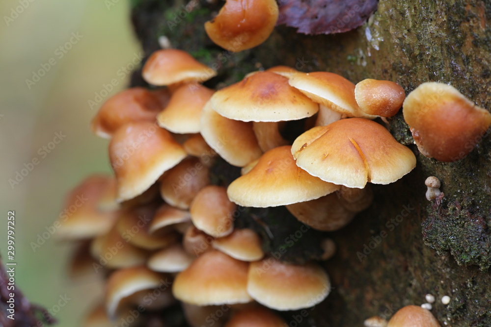 Gymnopilus penetrans, known as Common Rustgill, wild mushroom from Finland Gymnopilus penetrans, known as Common Rustgill, wild mushroom from Finland