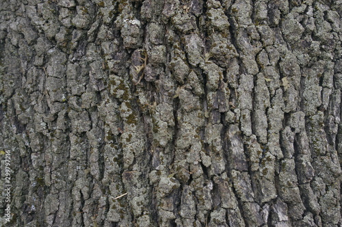 Écorce de chêne 1