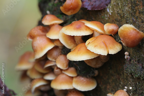 Gymnopilus penetrans, known as Common Rustgill, wild mushroom from Finland