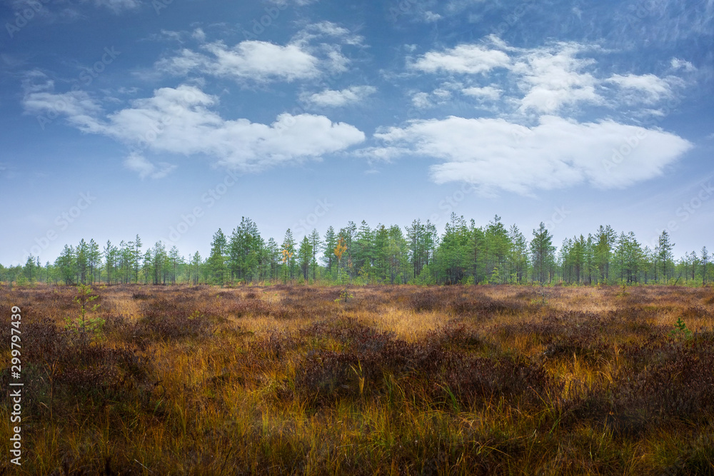 Fototapeta premium autumn coniferous forest leaving in a haze standing on a swamp covered with bumps and the sky with passing clouds