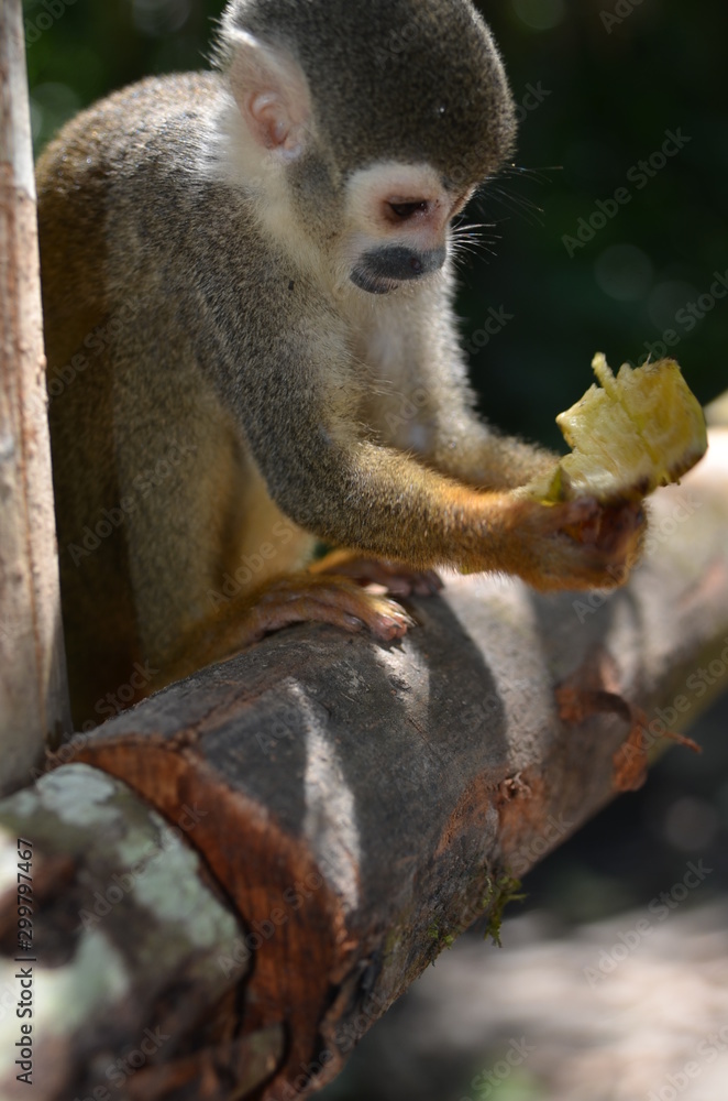 Obraz premium small jungle primate eating a fruit