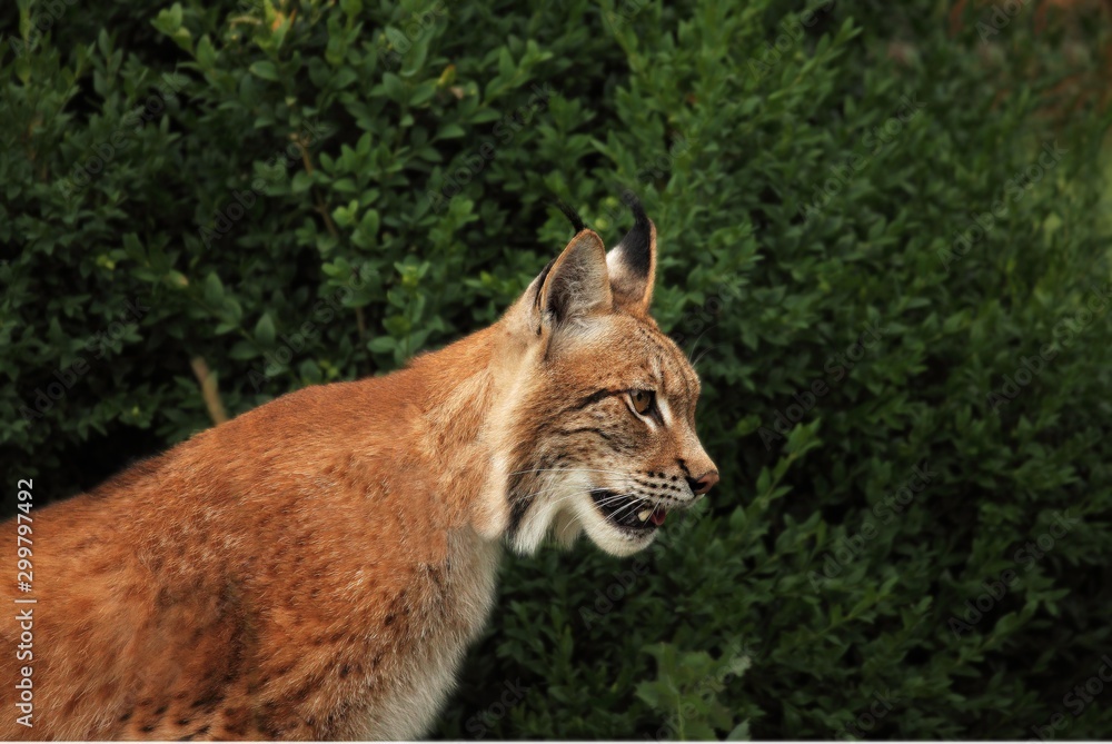 Fototapeta premium The Eurasian lynx (Lynx lynx) staying in front of the forest. Young male with green background. Lynx portrait in morning sun.