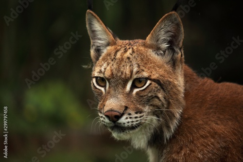 The Eurasian lynx (Lynx lynx) staying in front of the forest. Young male with green background. Lynx portrait in morning sun.
