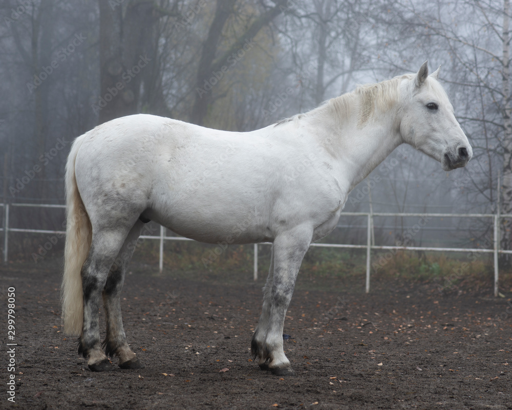 Beautiful white horse on gloomy autumn day Beautiful white horse on gloomy autumn day