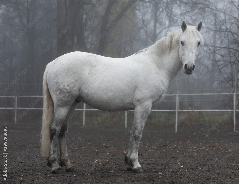 Beautiful white horse on gloomy autumn day Beautiful white horse on gloomy autumn day