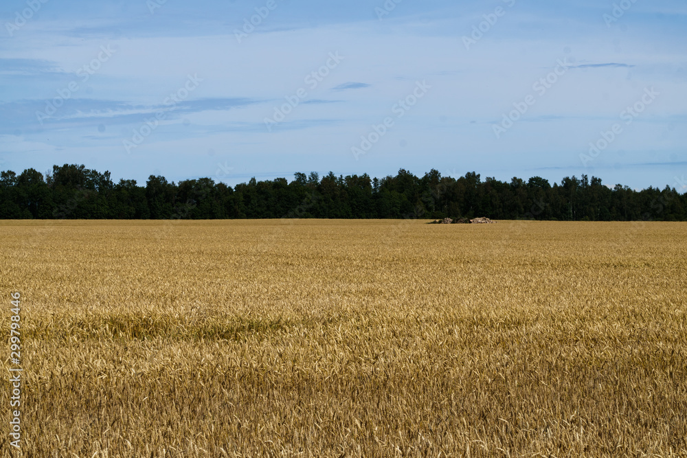 Fototapeta premium A field of golden ripened barley in the village.