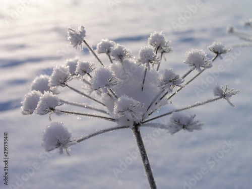 Snow covered plant with light shining on ice crystals