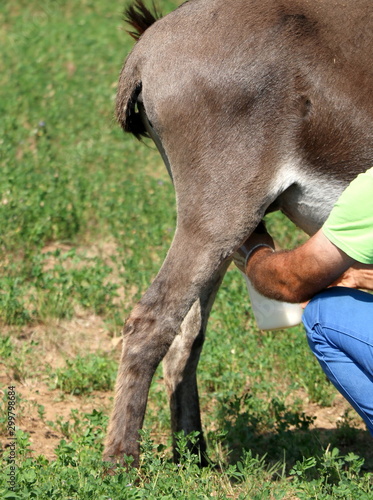 Farmer milking  donkey in the meadow