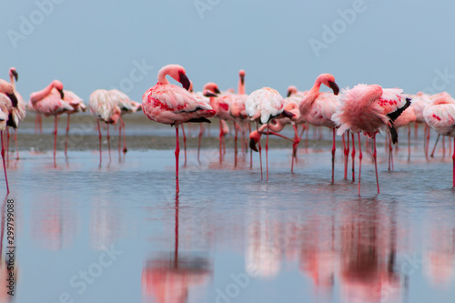 Wild african birds. Groupe of red flamingo birds on the blue lagoon. © Yuliia Lakeienko