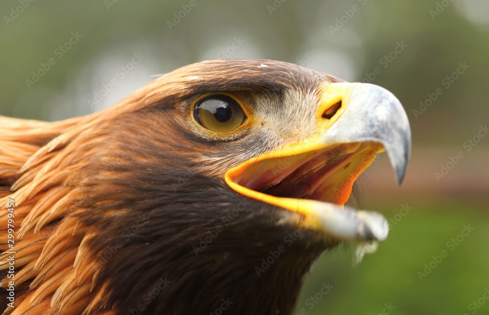 Obraz premium Details and portraits of birds of prey,
