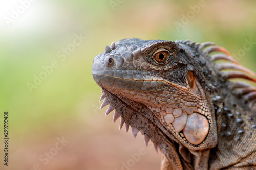 Red iguana © DS light photography
