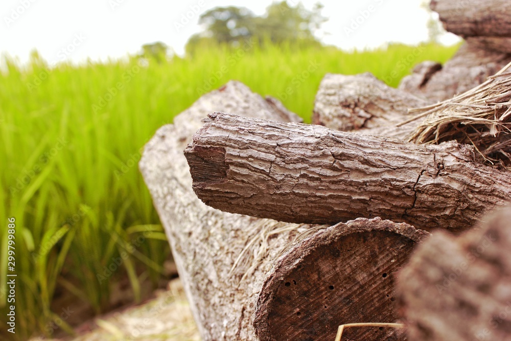 obsolete piles of wood