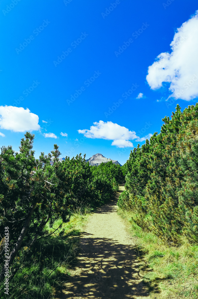Amazing alpine mountain landscape, sunny hiking trail, pine forest, easy walk.