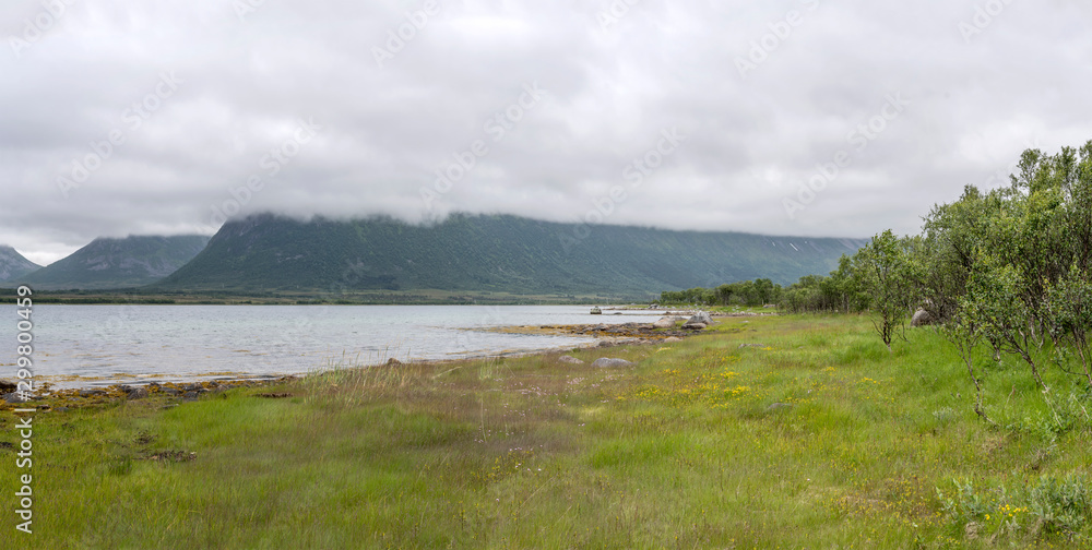 birch wood on shore and low clouds at Forfjord, Norway birch wood on shore and low clouds at Forfjord, Norway