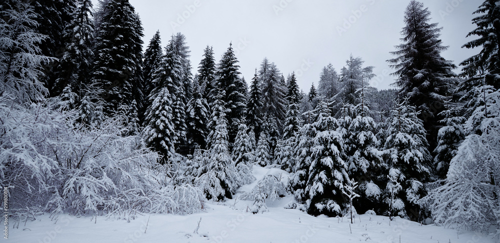 Obraz premium winter landscape with trees and snow