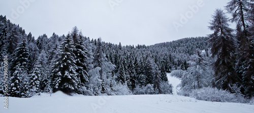 winter mountain landscape with pine trees and snow