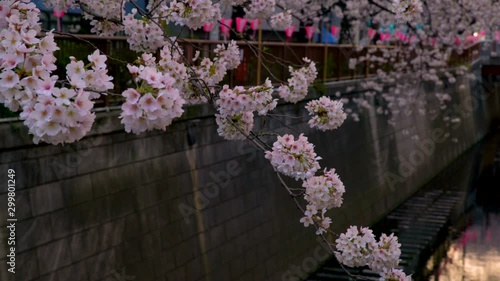 Tracking Shot of Cherry Blossom Hanging over Megurogawa in Tokyo photo