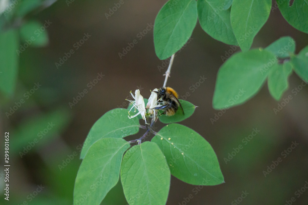bumblebee on the flower of an ordinary honeysuckle bumblebee on the flower of an ordinary honeysuckle