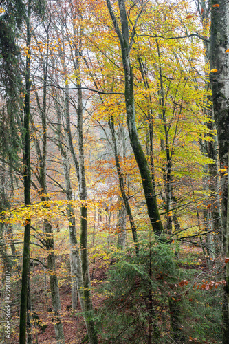 2019_11_1_Cei lake in Trentino  having a walk in the woodland in autumn season