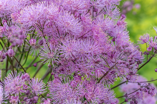 texture of violet flowers  Norway