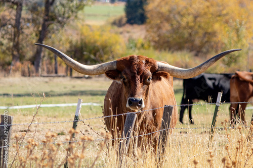 A longhorn steer poses for a photograph on a ranch near Mitchell in eastern Oregon.