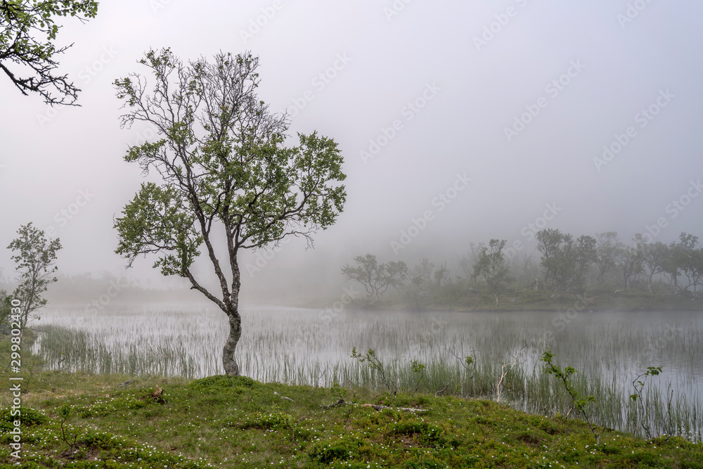 birch tree in fog on mountain lake shore, Aun lake, Norway birch tree in fog on mountain lake shore, Aun lake, Norway