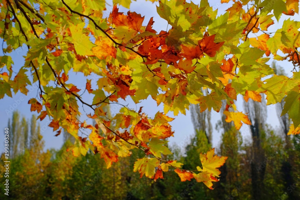 This image was taken in the botanical garden in Bucharest, Romania. Fall colors. This image was taken in the botanical garden in Bucharest, Romania. Fall colors.