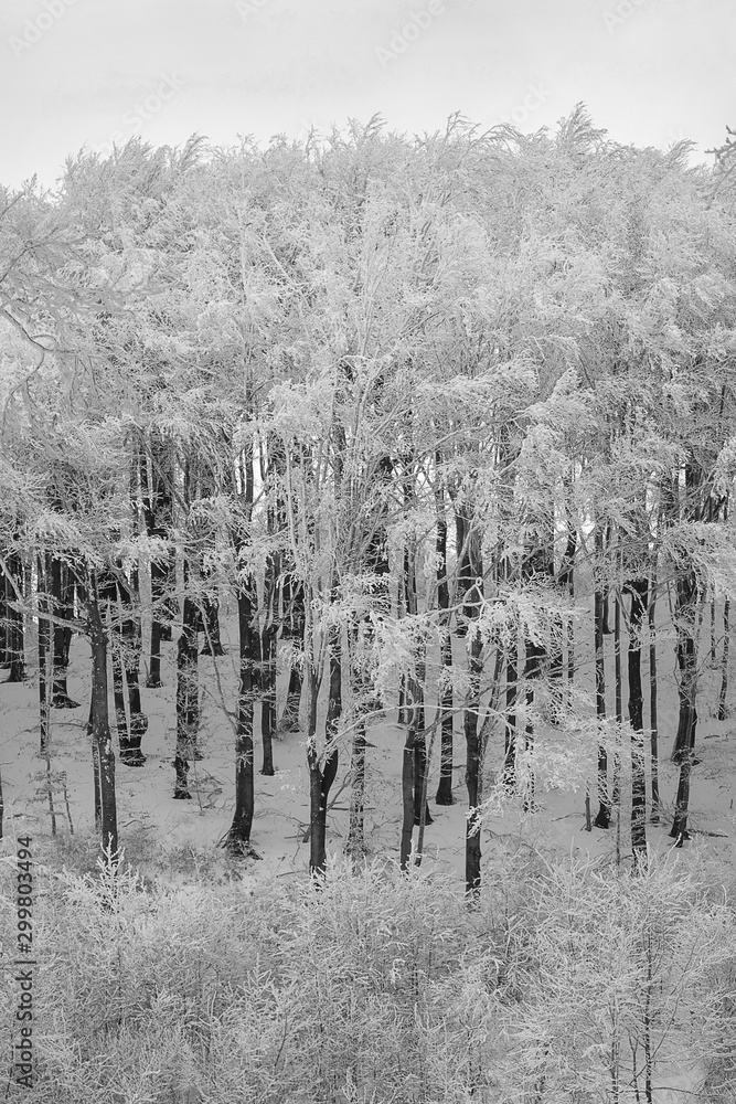 Winter frosted trees, white snow and woods. White winter landscape forest photo.